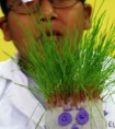 /album/fotogaleria%3a-germinacion-de-semillas-de-mijo-y-alp%c3%acste-en-un-mu%c3%b1equito/img-6536-jpg/
