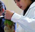 /album/fotogaleria%3a-germinacion-de-semillas-de-mijo-y-alp%c3%acste-en-un-mu%c3%b1equito/img-6570-jpg/