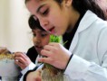 /album/fotogaleria%3a-germinacion-de-semillas-de-mijo-y-alp%c3%acste-en-un-mu%c3%b1equito/img-6571-jpg/