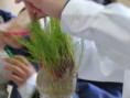 /album/fotogaleria%3a-germinacion-de-semillas-de-mijo-y-alp%c3%acste-en-un-mu%c3%b1equito/img-6572-jpg/