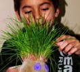 /album/fotogaleria%3a-germinacion-de-semillas-de-mijo-y-alp%c3%acste-en-un-mu%c3%b1equito/img-6590-jpg/