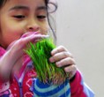 /album/fotogaleria%3a-germinacion-de-semillas-de-mijo-y-alp%c3%acste-en-un-mu%c3%b1equito/img-6607-jpg/