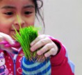 /album/fotogaleria%3a-germinacion-de-semillas-de-mijo-y-alp%c3%acste-en-un-mu%c3%b1equito/img-6608-jpg/