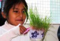 /album/fotogaleria%3a-germinacion-de-semillas-de-mijo-y-alp%c3%acste-en-un-mu%c3%b1equito/img-6612-jpg/